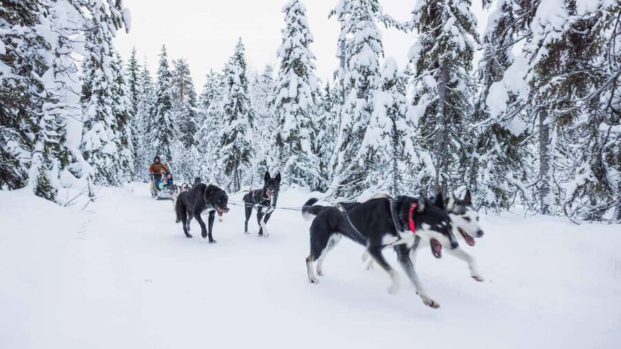 Levi: Husky and Reindeer Farm Tour with Sled Ride - Practical tips for a smoother day