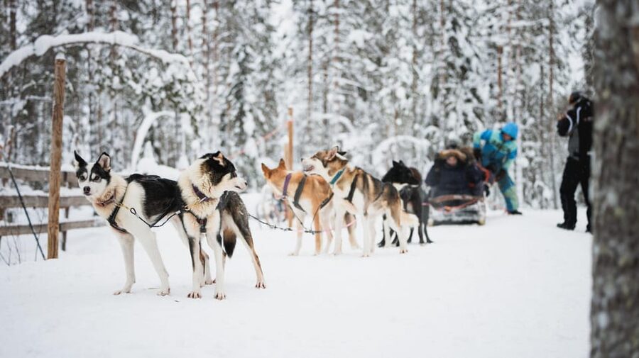Levi: Husky and Reindeer Farm Visit with Snowmobiling - Meeting the reindeer and hearing about Arctic life