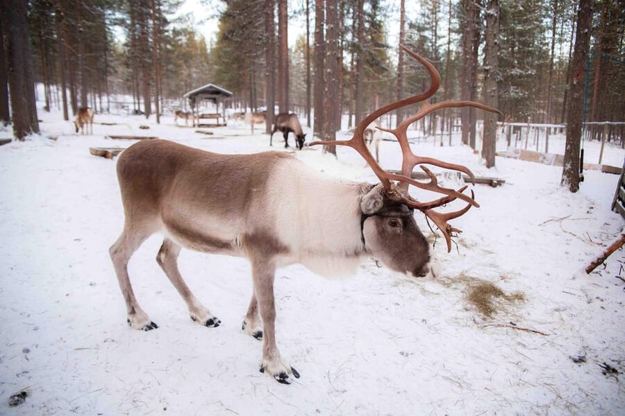 Levi: Reindeer Farm E-Fatbike Safari - How difficult is the ride?