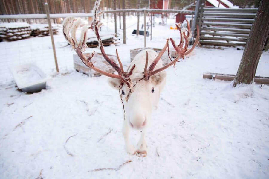 Levi: Reindeer Farm E-Fatbike Safari - The guide’s role in the experience