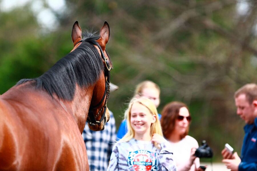 Lexington: Thoroughbred Horse Farm Tour and Scenic Bluegrass - Working Thoroughbred farms and close-up horse encounters