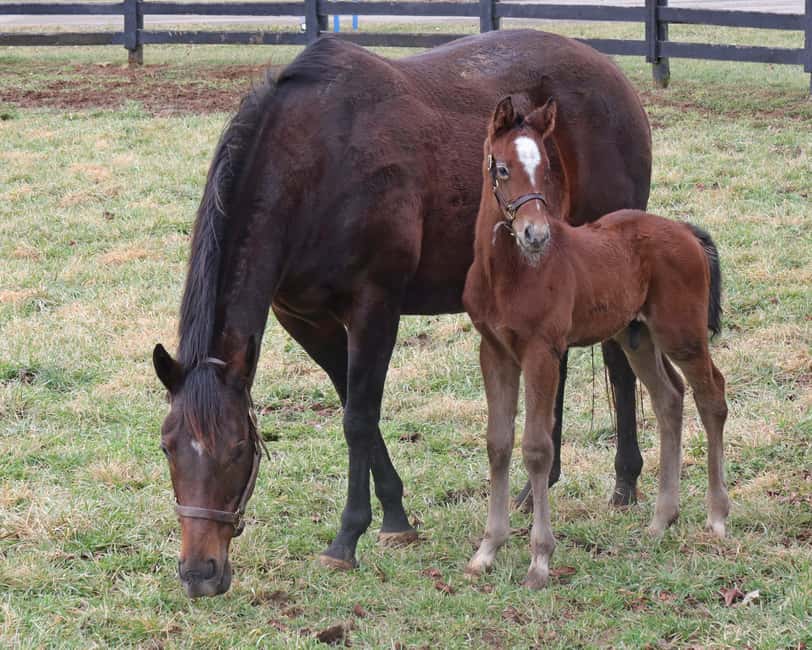 Lexington: Thoroughbred Horse Farm Tour and Scenic Bluegrass - What the three and a half hours feel like