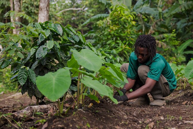 Liamuiga Natural Farm Tour - St.Kitts' Coffee Farm - Is $161 a fair price for four hours?