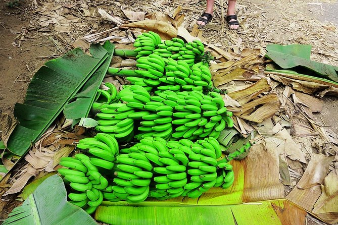 Like Locals: Banana Plantation, and Cuscuz with locals - What the $76.57 price covers