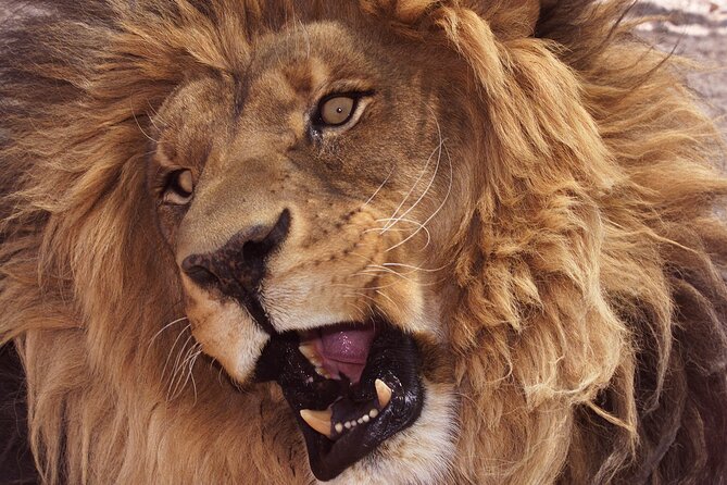 Lion Habitat Ranch Admission Ticket in Las Vegas - Getting close to lions without leaving Las Vegas