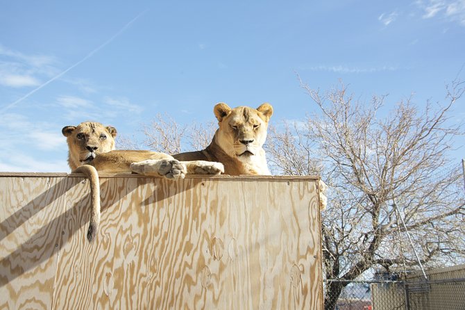 Lion Habitat Ranch Admission Ticket in Las Vegas - Keeper talks make the visit more useful