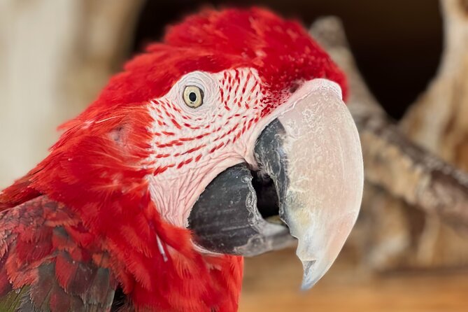Lion Habitat Ranch Admission Ticket in Las Vegas - Heat, access, and practical comfort