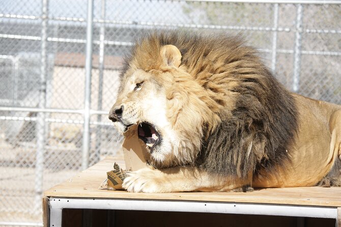 Lion Habitat Ranch Admission Ticket in Las Vegas - What you see during the one-hour visit