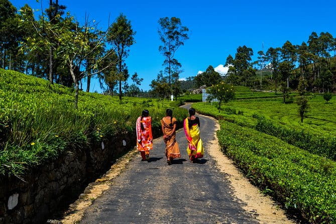 Lipton's Seat and Tea Factory,Trail Amidst Tea Plantation Day Tour - Lipton’s Seat and the tea-country view