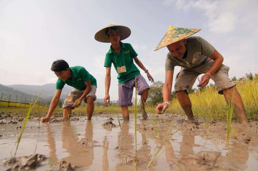 Living Land Farm Rice Experience - Guiding the buffalo plough
