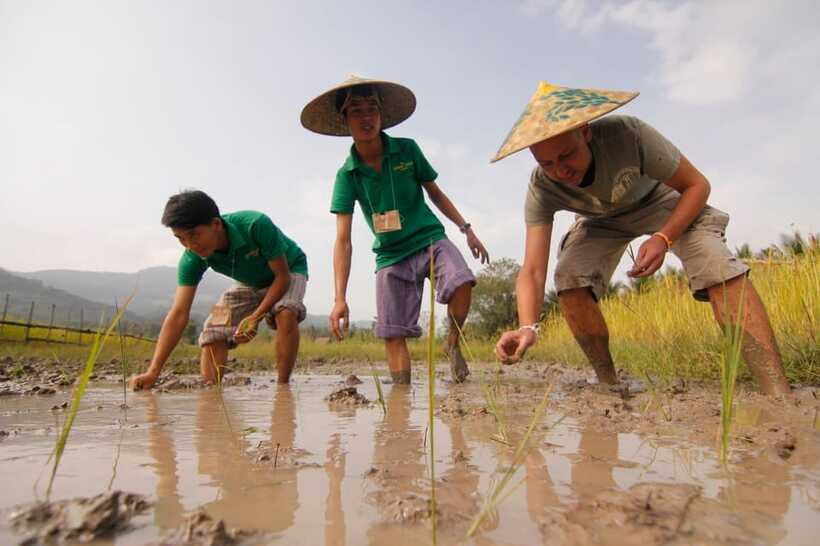 Living Land Farm Rice Experience - Organic vegetables and the community farm