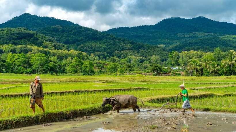 Living Land Farm Rice Experience - What the $89 price covers