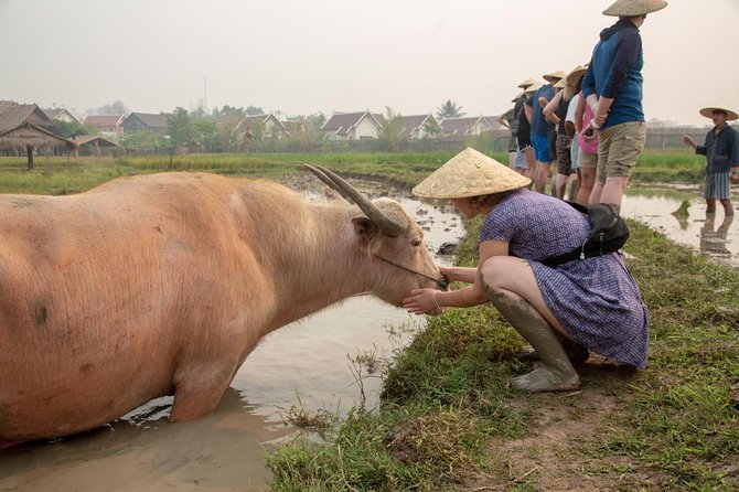 Living Land Rice Farming Experience - Lunch at the Farm, If You Choose the Right Option
