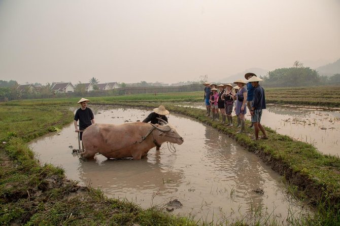 Living Land Rice Farming Experience - From Seed to Harvest and Cooking