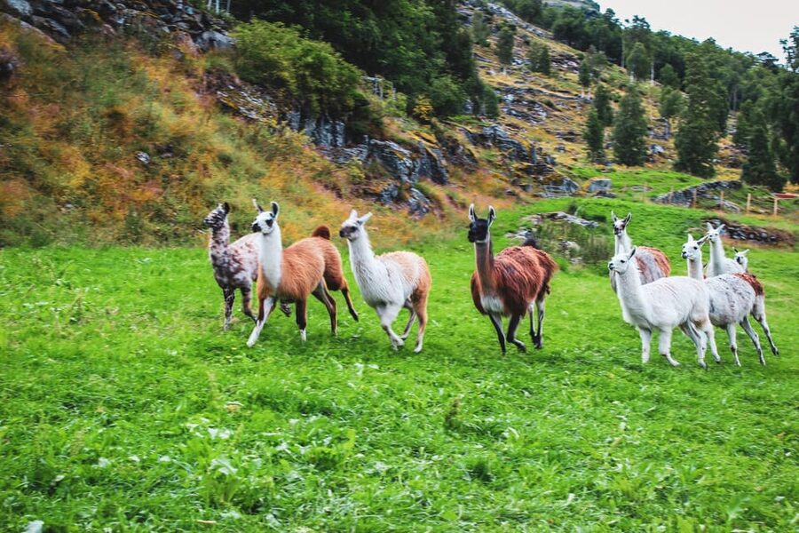 Ljøen, Hellesylt: Ljøen Farm Tour - Why this small farm visit is worth your time
