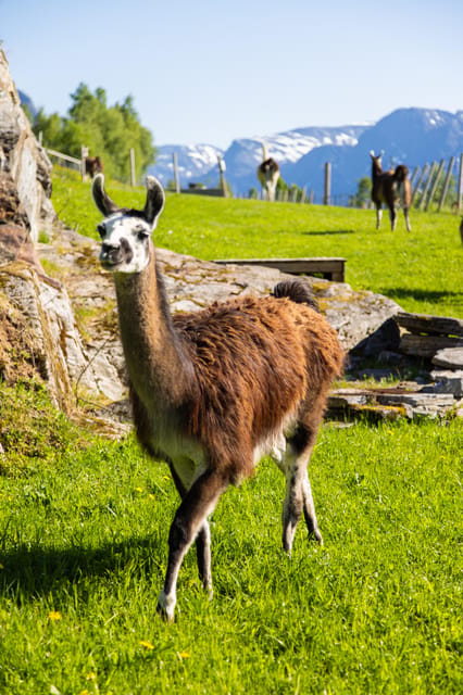 Ljøen, Hellesylt: Ljøen Farm Tour - Llamas, sheep, and a handful of pellets