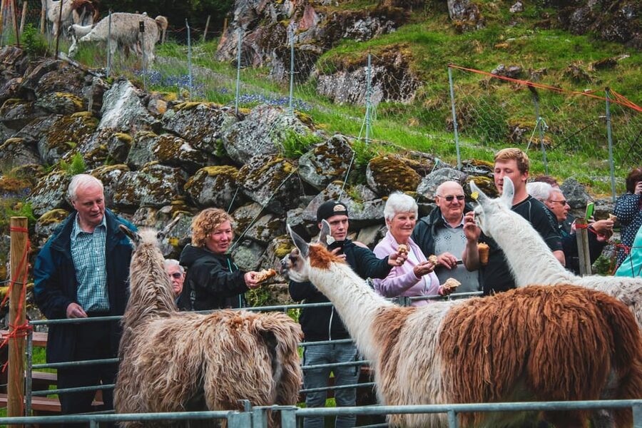 Ljøen, Hellesylt: Ljøen Farm Tour - Is $62 a fair price?