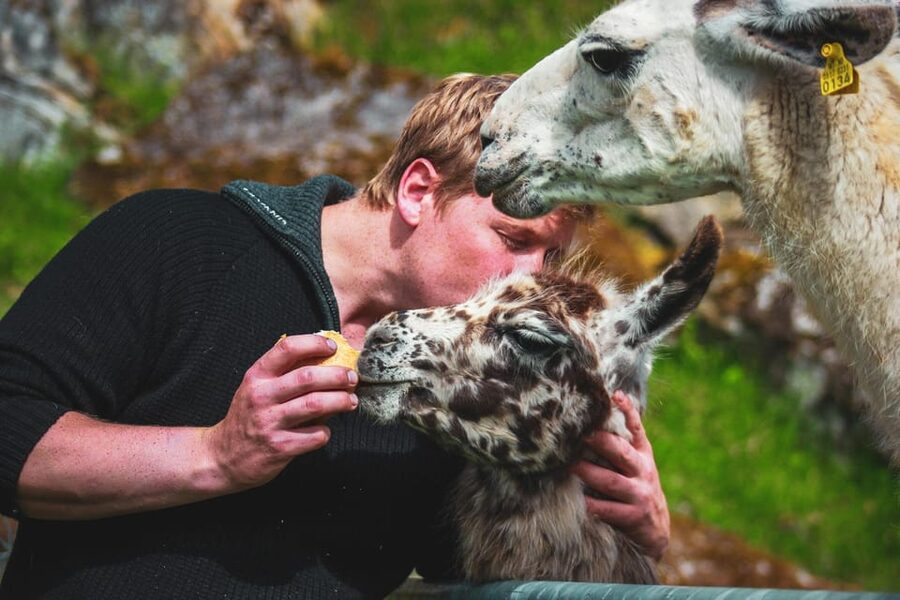 Ljøen, Hellesylt: Ljøen Farm Tour - Who will enjoy this farm visit most?