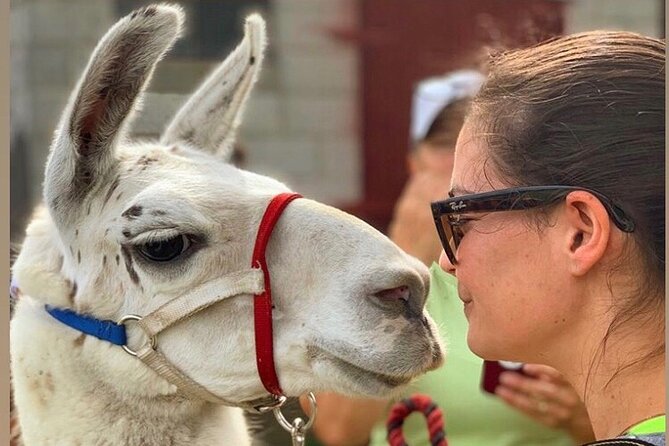 Llama/Alpaca Hike and Farm Tour - Time for animal selfies and a farm-store stop