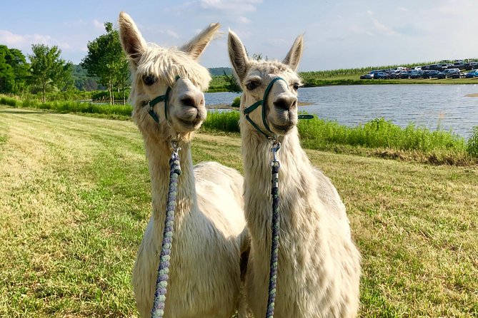 Llama/Alpaca Hike and Farm Tour - Planning your visit in Hyde Park