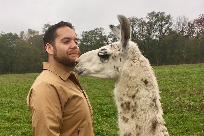 Llama/Alpaca Hike and Farm Tour - An 1850 homestead with a Hudson Valley setting