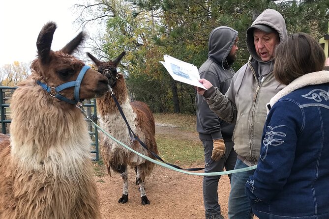 Llama Encounter - Meeting the Llamas at 2:30 pm