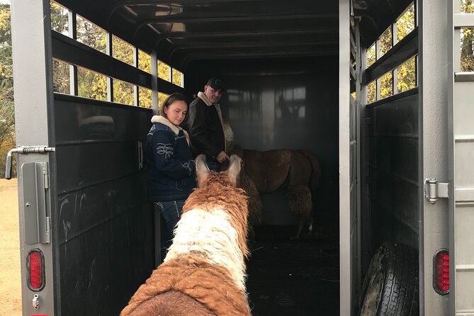 Llama Encounter - Why Llamas Make Good Animal Companions