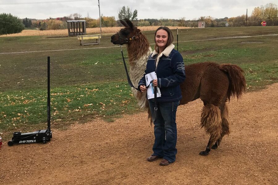 Llama Encounter - Is $20 a Fair Price?