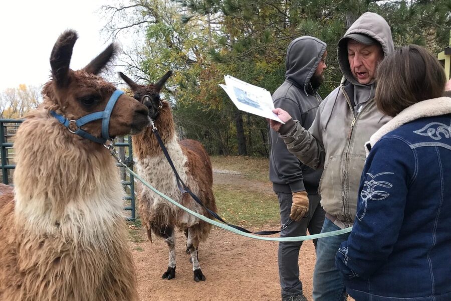 Llama Encounter - Who Will Enjoy This Most?