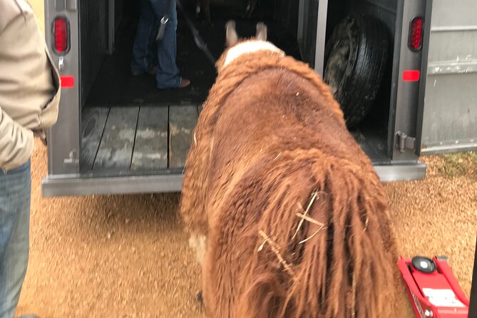 Llama Encounter - Practical Details Before You Book