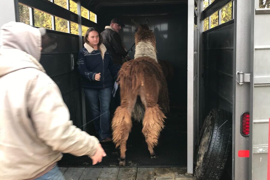 Llama Encounter - What Makes This Encounter Memorable