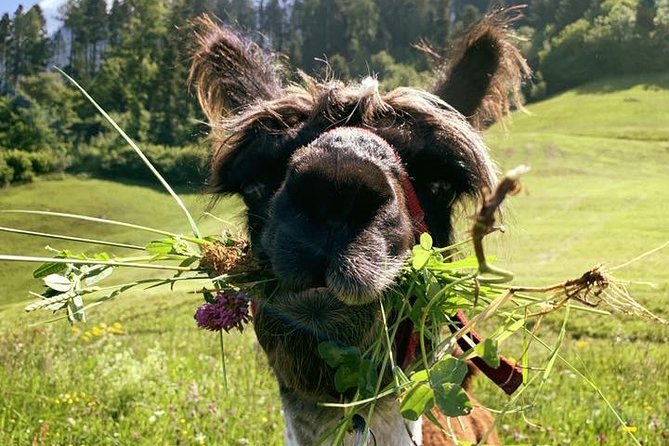 Llama hike through the wonderful Liechtenstein mountains - Starting at Lama- & Alpakahof Triesenberg