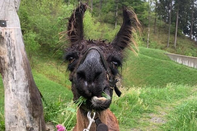Llama hike through the wonderful Liechtenstein mountains - Learning how llamas really behave