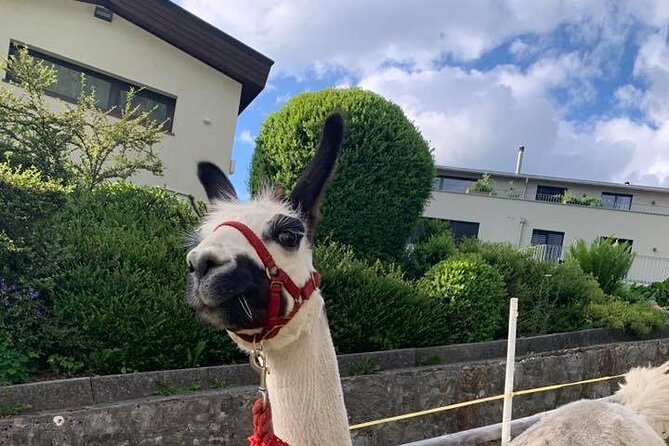 Llama hike through the wonderful Liechtenstein mountains - Why the 1-hour-45-minute length works