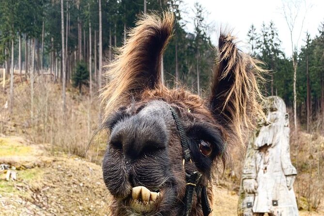 Llama hike through the wonderful Liechtenstein mountains - Rain, nerves, and the need for patience