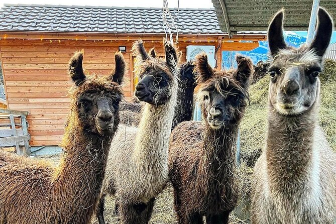 Llama hike through the wonderful Liechtenstein mountains - Who will enjoy this mountain walk most