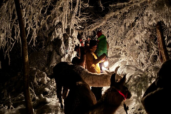 Llama hike with homemade, traditional cheese fondue - The fondue stop is more than a snack break