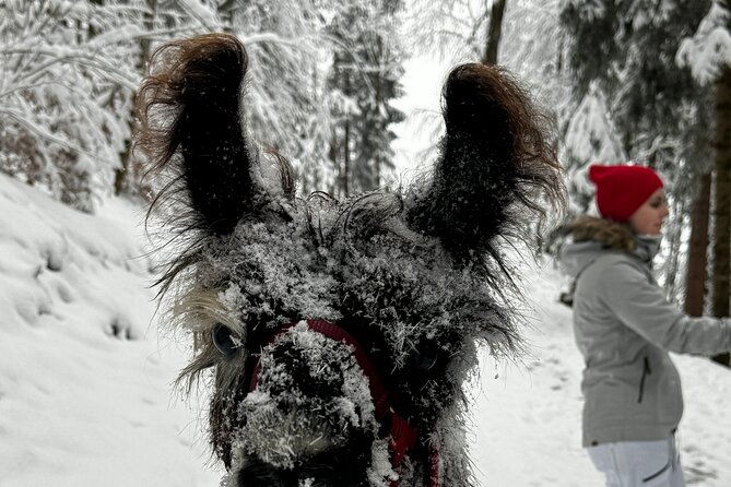 Llama hike with homemade, traditional cheese fondue - Is $99.90 a fair price?