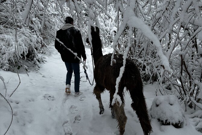 Llama hike with homemade, traditional cheese fondue - Who should book this experience?
