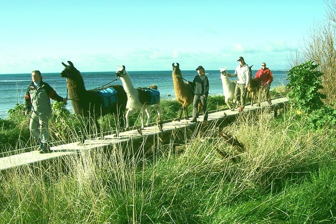 Llama Trek (Half-day) - Kaikoura Bay, Beaches & Seal Colony - Along Kaikoura Bay and the peninsula coast