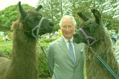 Llama Trek (Half-day) – Kaikoura Bay, Beaches & Seal Colony