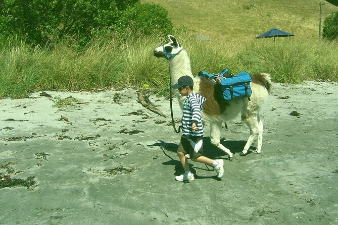 Llama Trek (Half-day) - Kaikoura Bay, Beaches & Seal Colony - Who will enjoy this trek most