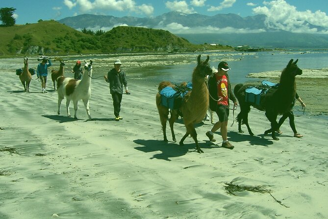 Llama Trek (Half-day) - Kaikoura Bay, Beaches & Seal Colony - What makes the guide’s approach different
