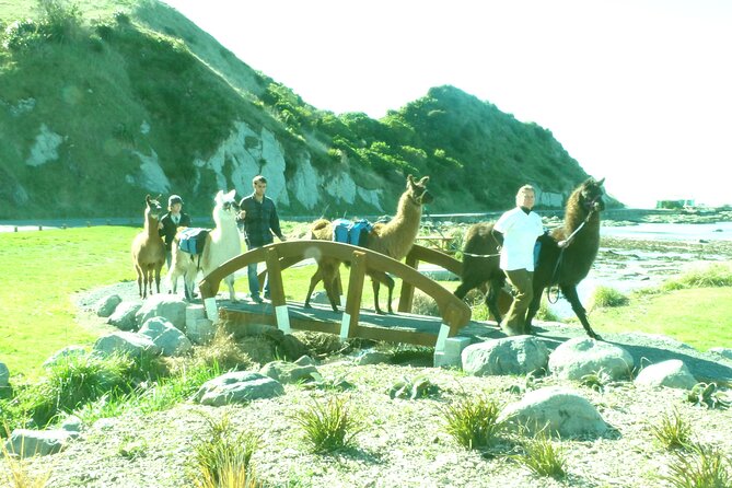 Llama Trek (Half-day) - Kaikoura Bay, Beaches & Seal Colony - Practical details before you book
