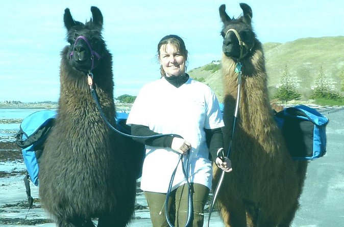 Llama Trek (Half-day) - Kaikoura Bay, Beaches & Seal Colony - Should you book the Kaikoura Llama Trek?
