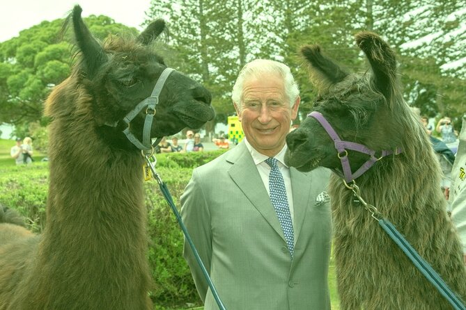 Llama Trek (Half-day) - Kaikoura Bay, Beaches & Seal Colony - Ohau Point Seal Colony and the wildlife stop