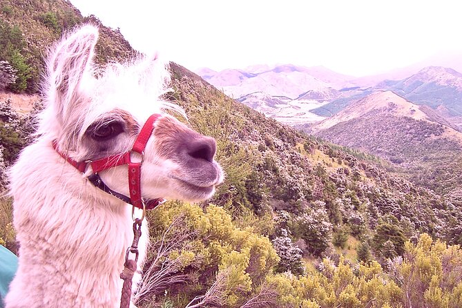 Llama Trek (Taster) - Kowhai River Valley and Native Woodland Tour - Meeting llamas beside the Kowhai River