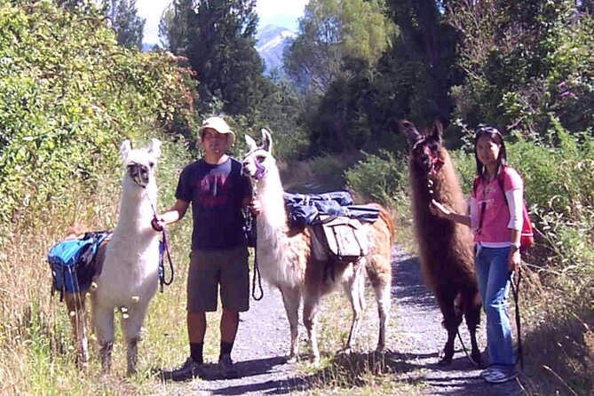 Llama Trek (Taster) - Kowhai River Valley and Native Woodland Tour - Why the group size matters