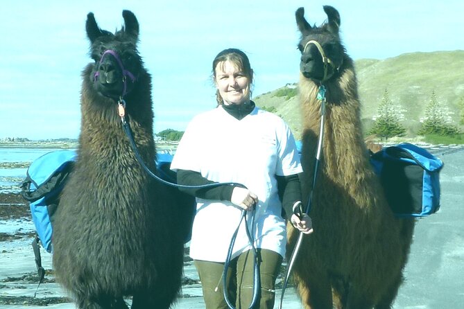 Llama Trek (Taster) - Kowhai River Valley and Native Woodland Tour - Is $83.16 good value?