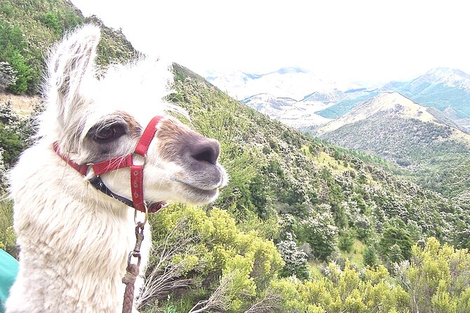 Llama Trek (Taster) - Kowhai River Valley and Native Woodland Tour - Accessibility, transport, and practical planning